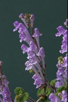 Scutellaria indica parviflora